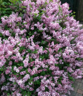 Syringa meyeri 'Palibin'